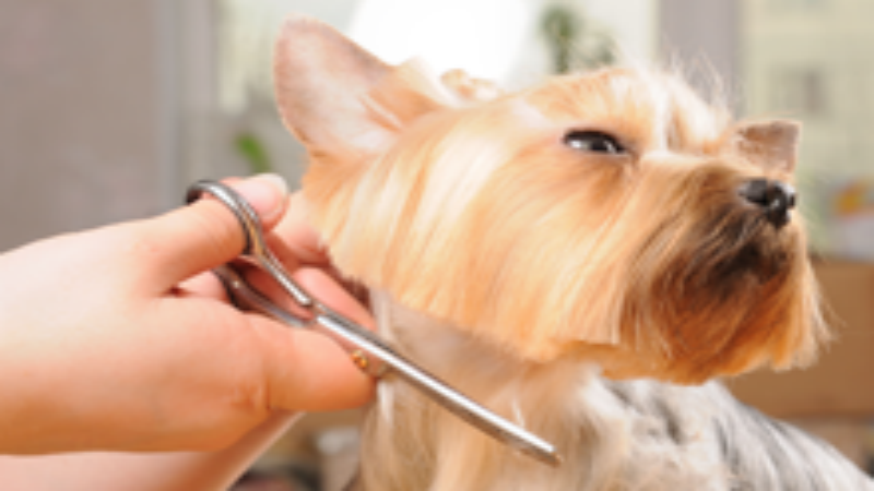 What You Can Expect From the Best Local Veterinary Clinic in Timonium, MD