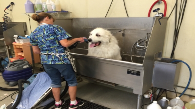 What To Look For In A Doggy Day Care In Elkhorn Nebraska