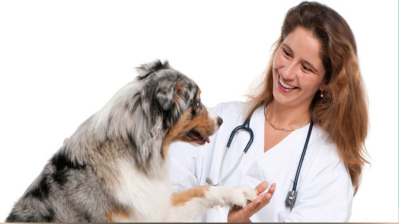 Tumor Removal Is One of the Services Provided by Veterinarians Today